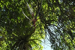 Tillandsia elusiva