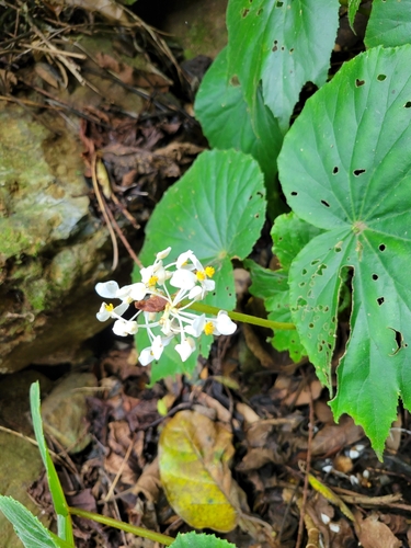 Image of Begonia involucrata by (c) Jake Rehage, some rights reserved (CC BY)