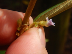 Helicteres angustifolia
