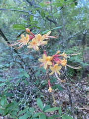 Rhododendron austrinum