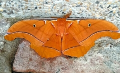 Antheraea godmani