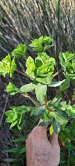 Euphorbia hirsuta