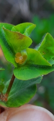 Euphorbia hirsuta