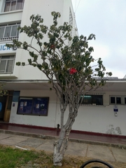 Euphorbia pulcherrima