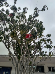 Euphorbia pulcherrima