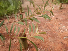 Acacia calyculata
