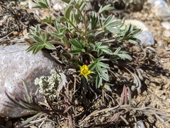 Potentilla concinna