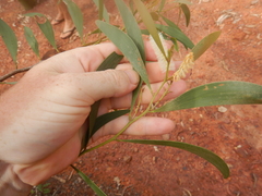 Acacia calyculata