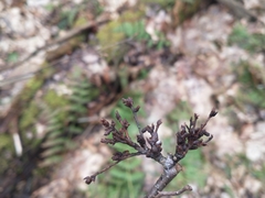 Acalitus calycophthirus