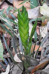 Tillandsia flavobracteata