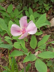 Paeonia mascula