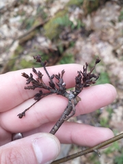 Acalitus calycophthirus