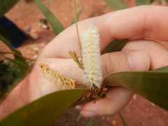 Acacia calyculata