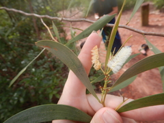 Acacia calyculata