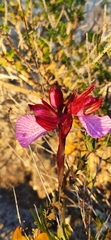 Anacamptis papilionacea grandiflora