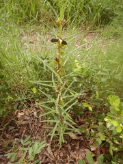 Crotalaria sessiliflora
