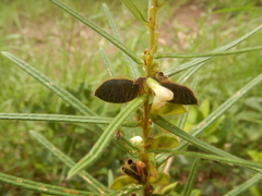 Crotalaria sessiliflora