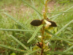 Crotalaria sessiliflora