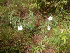 Decaschistia peninsularis