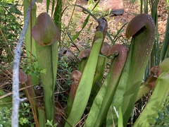 Sarracenia minor minor