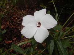 Decaschistia peninsularis