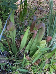 Sarracenia minor minor