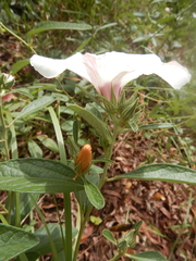 Decaschistia peninsularis