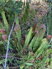 Sarracenia minor minor