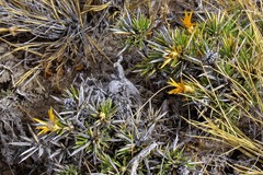Chuquiraga aurea