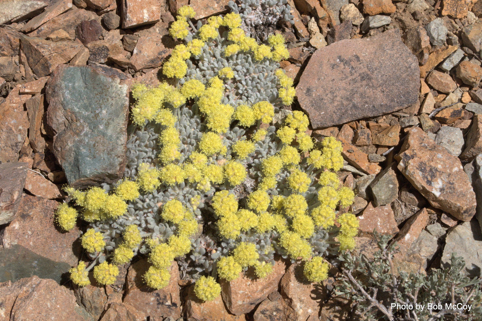 Eriogonum shockleyi