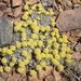 Eriogonum shockleyi - Photo (c) Bob McCoy,  זכויות יוצרים חלקיות (CC BY-NC), uploaded by Bob McCoy