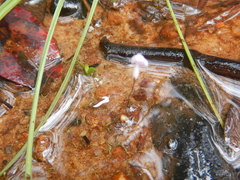 Utricularia minutissima