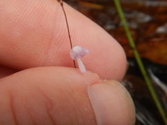 Utricularia minutissima
