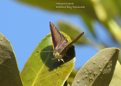 Hypochrysops epicurus