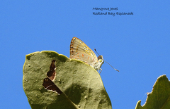 Hypochrysops epicurus