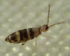 Willowsia platani