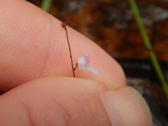 Utricularia minutissima