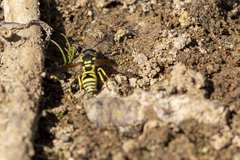 Ancistrocerus catskill