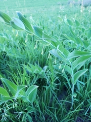 Polygonatum biflorum commutatum