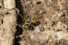 Ancistrocerus catskill