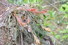 Tillandsia punctulata
