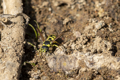 Ancistrocerus catskill