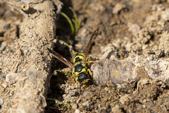 Ancistrocerus catskill