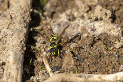 Ancistrocerus catskill