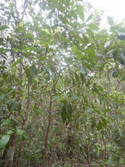 Acronychia imperforata