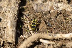 Ancistrocerus catskill