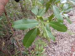 Acronychia imperforata