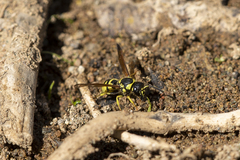 Ancistrocerus catskill