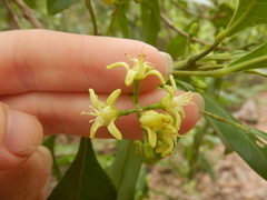 Acronychia imperforata