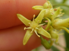 Acronychia imperforata